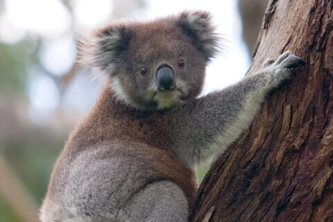 2027 endangered australia 1200x800